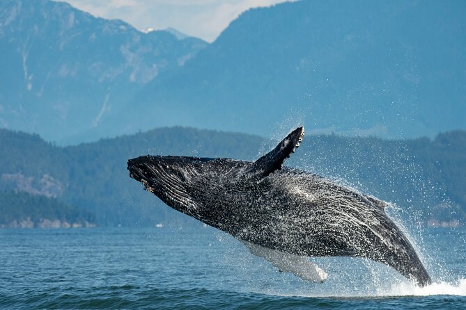 Intimate West Coast Whale Watching - Partly-Sheltered - Key points to know before booking