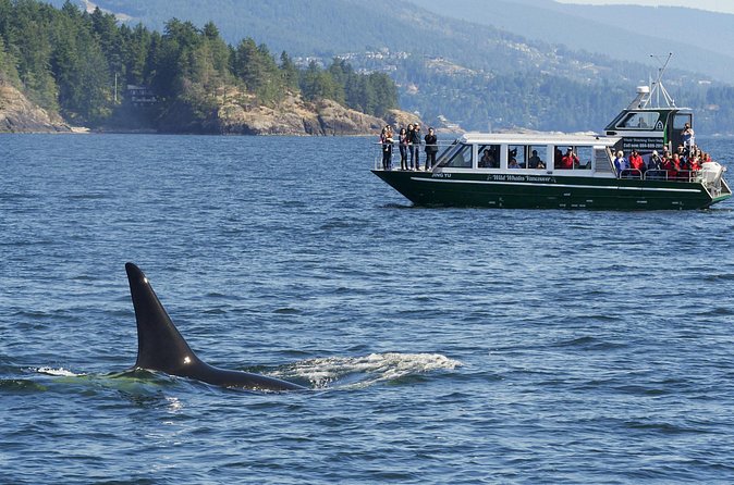 Intimate West Coast Whale Watching - Partly-Sheltered - Guides who add meaning to the sightings