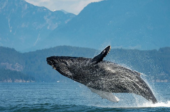 Intimate West Coast Whale Watching - Partly-Sheltered - How long the trip really takes