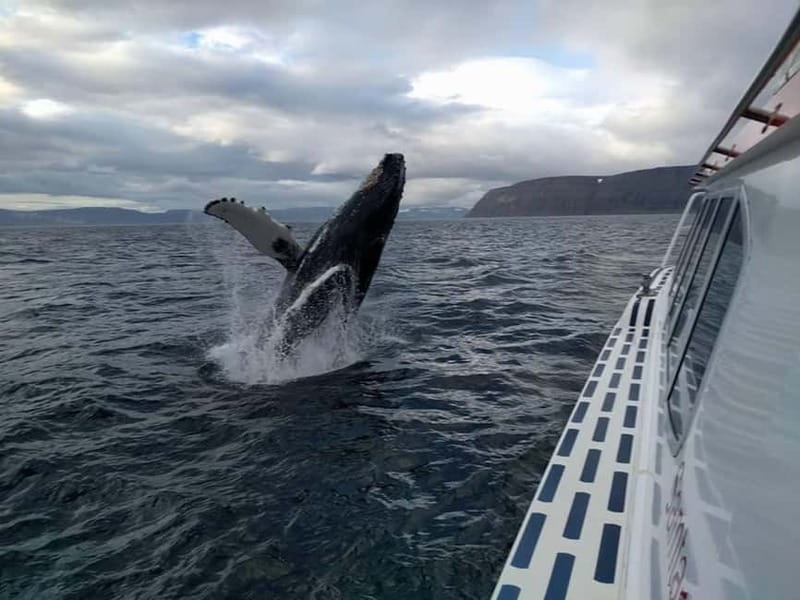 Ísafjörður: Westfjords Whale Watching Boat Tour - Sailing out from Ísafjörður harbor
