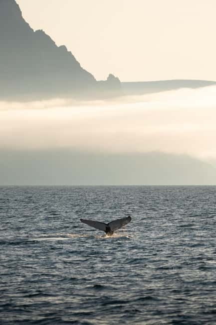 Ísafjörður: Westfjords Whale Watching Boat Tour - What the guide and captain add