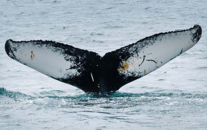 Ísafjörður: Westfjords Whale Watching Boat Tour - Finding humpbacks in the Westfjords