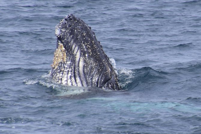 Jervis Bay Whale Watching Tour - What the two-hour schedule really gives you