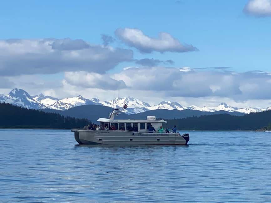 Juneau: 3.5-Hour Small Group Whale Watching Tour - Wildlife watching without false promises