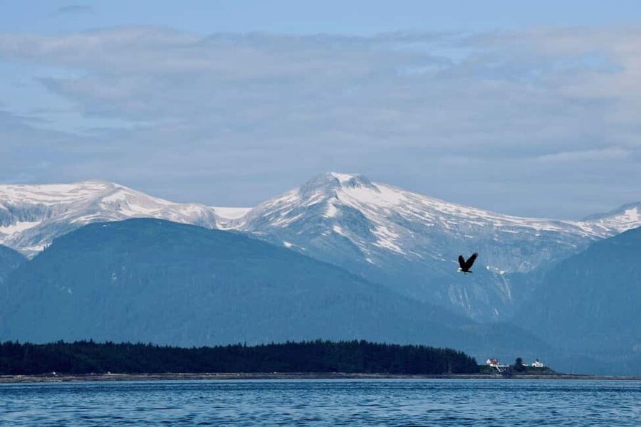 Juneau: 3.5-Hour Small Group Whale Watching Tour - Who should book this experience?