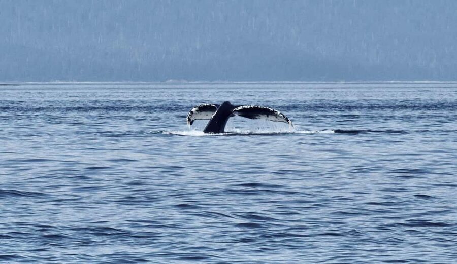Juneau: 3.5-Hour Small Group Whale Watching Tour - Should you book the Juneau whale tour?