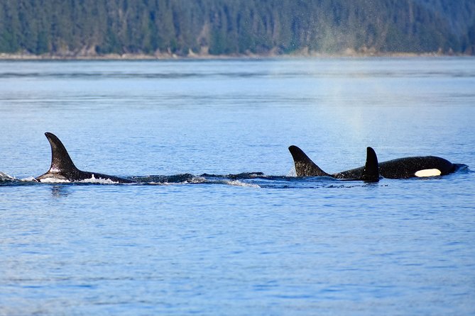 Juneau Lighthouse Tours - Whale watching & Lighthouse Combo - Sentinel Island and its working lighthouse