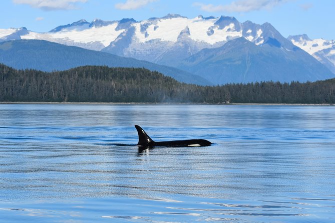 Juneau Lighthouse Tours - Whale watching & Lighthouse Combo - Lynn Canal views and the Mendenhall Glacier stop