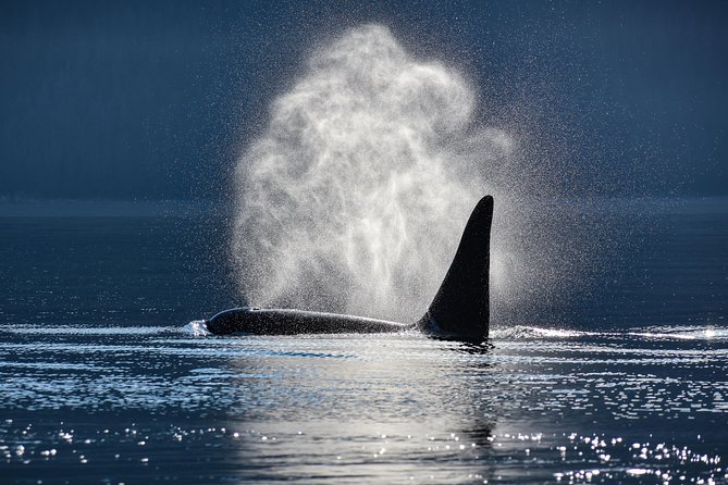 Juneau Lighthouse Tours - Whale watching & Lighthouse Combo - Boat comfort, crew style, and the food onboard