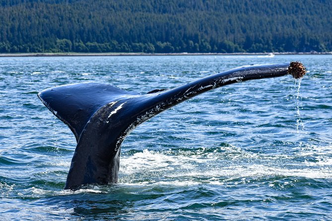 Juneau Lighthouse Tours - Whale watching & Lighthouse Combo - Three hours among Juneau’s whales