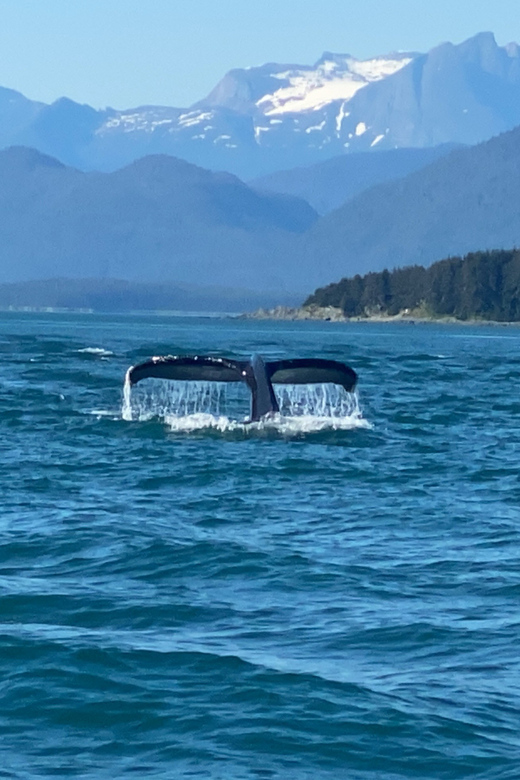 Juneau: Mendenhall Glacier and Whale Watching Tour - Key points to know before booking