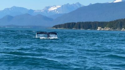 Juneau: Mendenhall Glacier and Whale Watching Tour