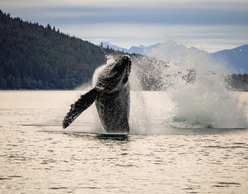 Juneau: Mendenhall Glacier Waterfall & Whale Watching Tour - Key points before you book
