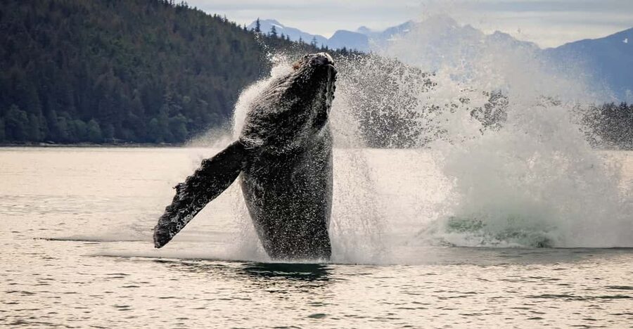 Juneau: Mendenhall Glacier Waterfall & Whale Watching Tour - Why this Juneau combination works