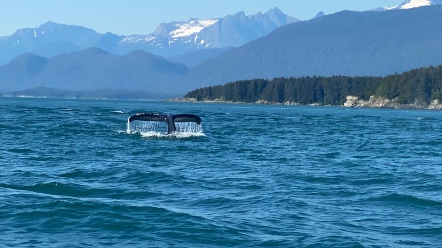 Juneau: Mendenhall Glacier Waterfall & Whale Watching Tour - Mendenhall Glacier and the walk to Nugget Falls