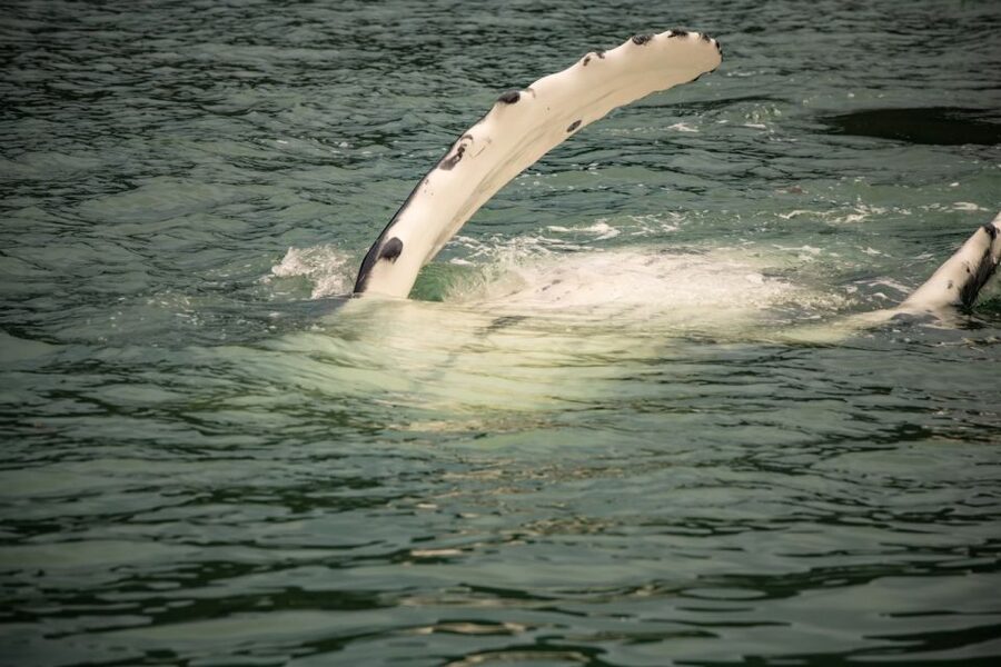 Juneau: Mendenhall Glacier Waterfall & Whale Watching Tour - FAQ