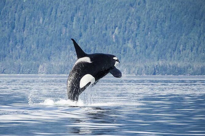 Juneau Whale Watch Adventure - Auke Bay Harbor and the two-hour search for whales