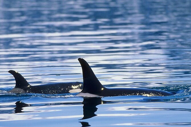 Juneau Whale Watch Adventure - The crew: Aliyah, Libby, and Josh