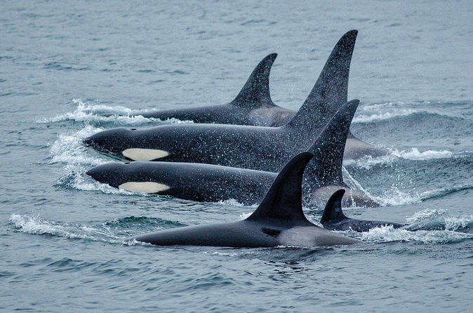 Juneau Whale Watch Adventure - Wildlife watching, from breaching whales to quiet water
