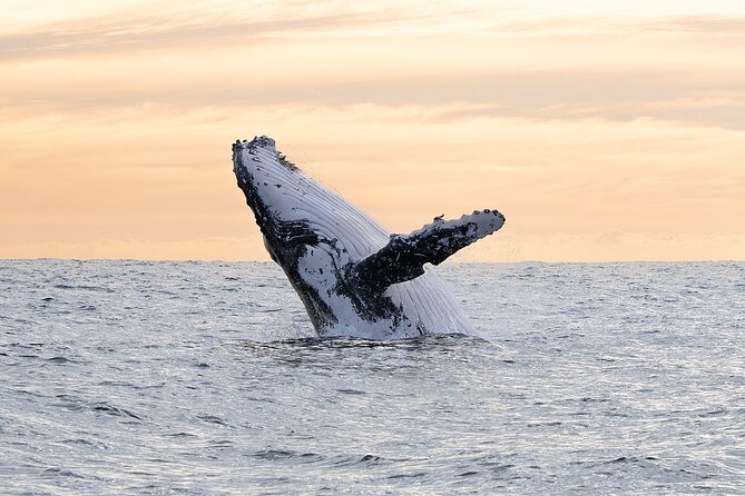 Juneau Whale Watch Adventure - Is $150 a fair price?