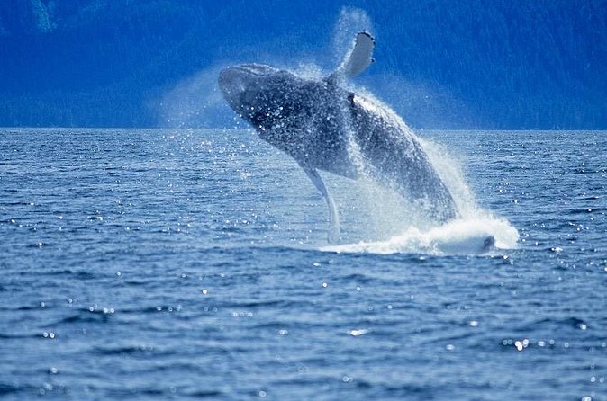 Juneau Whale Watch Adventure - Who should book this Juneau outing?