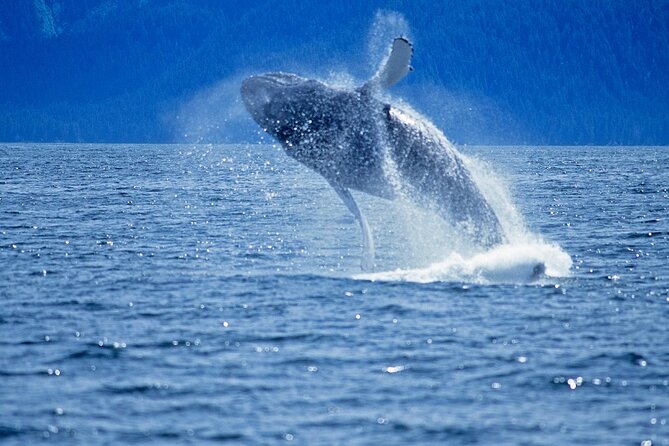 Juneau Whale Watch Adventure - Timing and booking advice
