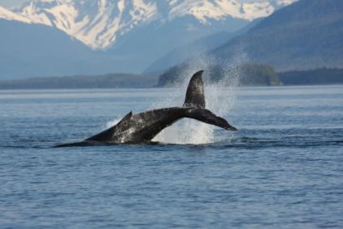 Juneau Whale Watching Adventure - Key points at a glance