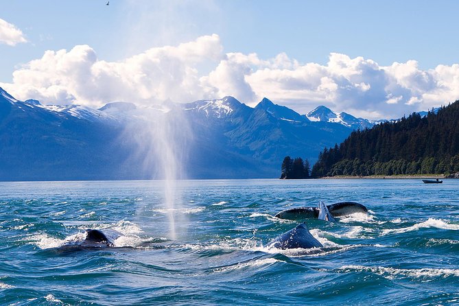 Juneau Whale Watching Adventure - Why Juneau is a strong place for whale watching