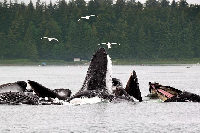 Juneau Whale Watching Adventure - How the whale search usually unfolds