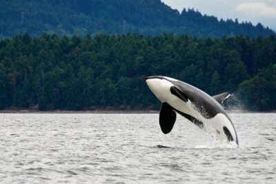 Juneau Whale Watching Adventure
