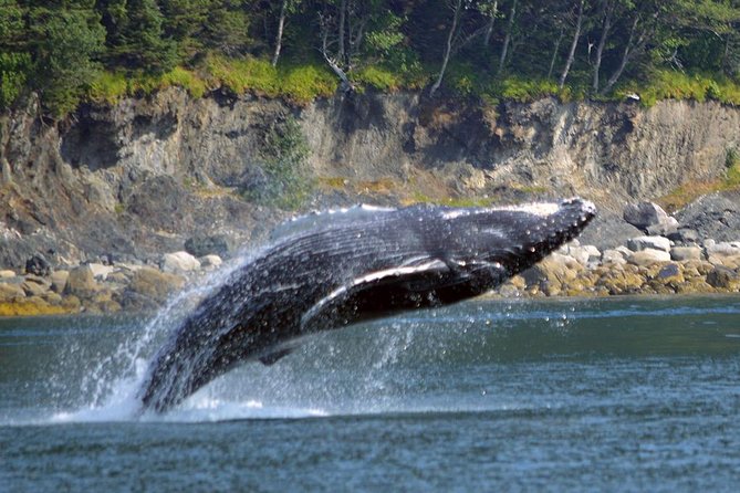 Juneau Whale Watching Adventure - Price, value, and the whale guarantee