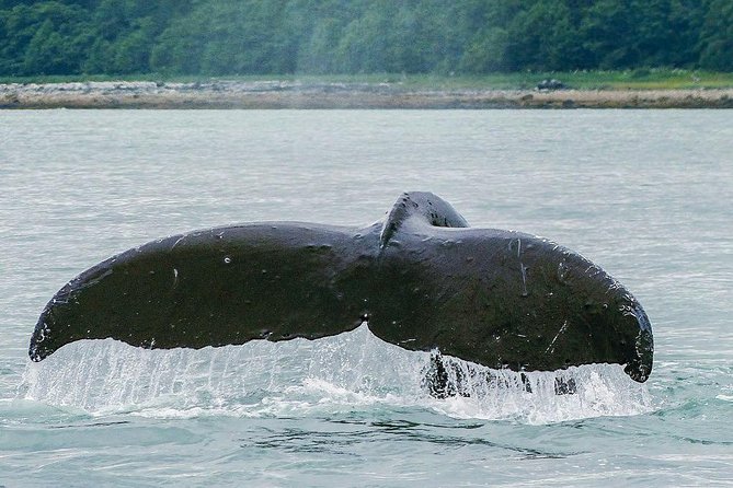 Juneau Whale Watching Adventure - Weather, delays, and cruise-day planning