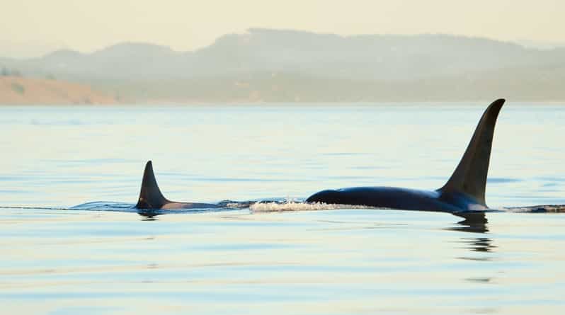 Juneau: Whale Watching and Mendenhall Glacier Day Trip - Key points to know before you book