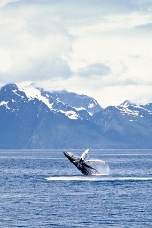 Juneau: Whale Watching and Mendenhall Glacier Day Trip - Why this Juneau combination works