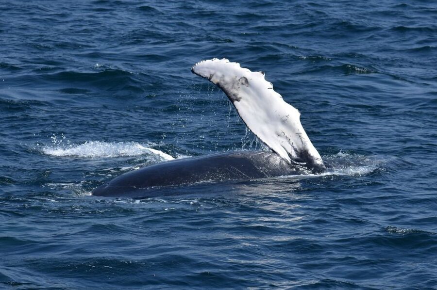 Juneau: Whale Watching and Mendenhall Glacier Day Trip - Cruise passengers and timing