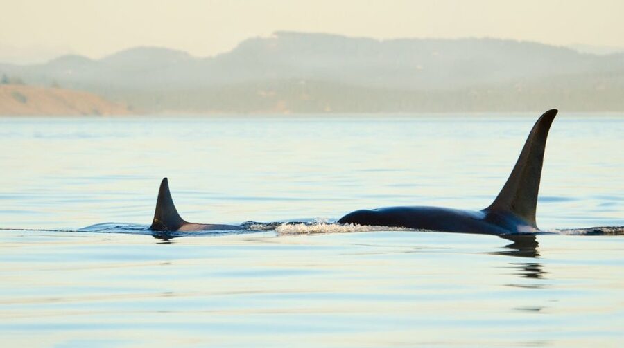 Juneau: Whale Watching and Mendenhall Glacier Day Trip - Meeting near the Goldbelt Tramway