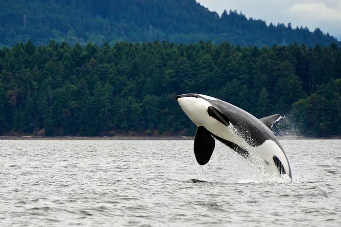Juneau Whale Watching and Salmon Bake - Quick facts that matter before booking