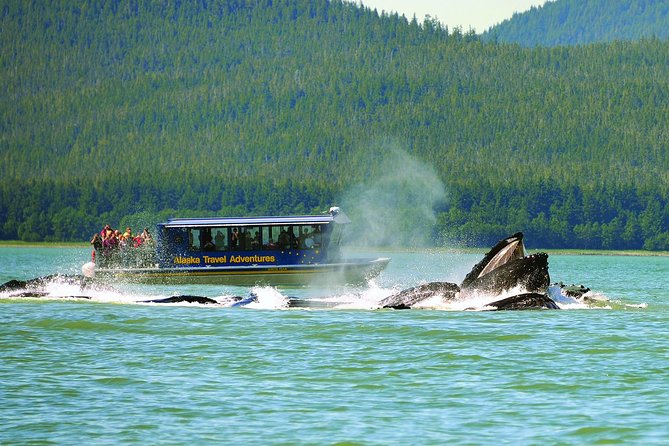 Juneau Whale Watching and Salmon Bake - The transportation puzzle