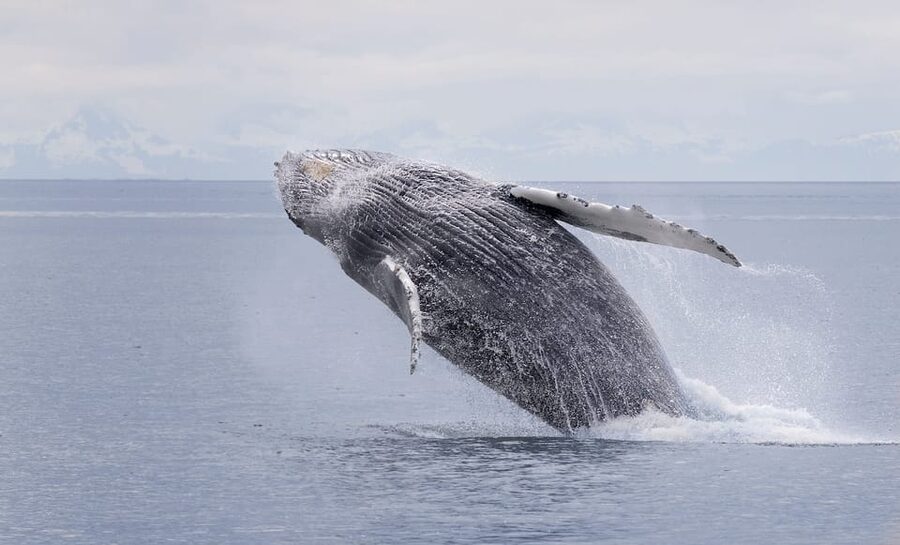 Juneau: Whale Watching and Wildlife Cruise with Local Guide - Key points at a glance