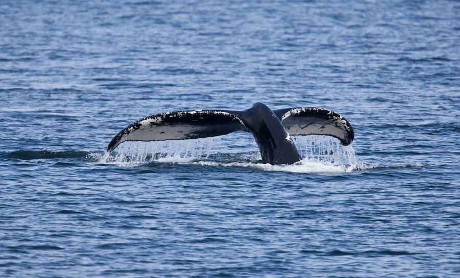 Juneau: Whale Watching and Wildlife Cruise with Local Guide - From downtown Juneau to the small boat harbor