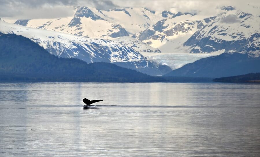 Juneau: Whale Watching and Wildlife Cruise with Local Guide - Protected channels, mountain views, and open water