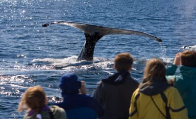 Juneau: Whale Watching and Wildlife Cruise with Local Guide