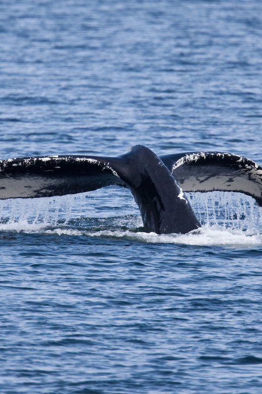 Juneau: Whale Watching and Wildlife Cruise with Local Guide - Finding humpback whales in their feeding grounds