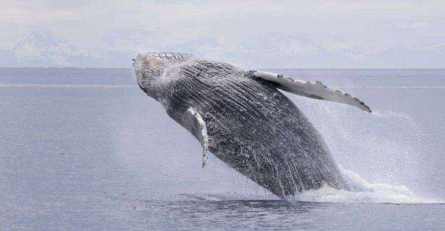 Juneau: Whale Watching and Wildlife Cruise with Local Guide - Is $177 a fair price?