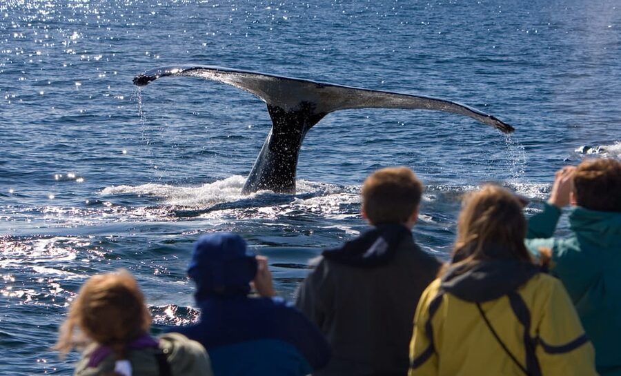 Juneau: Whale Watching and Wildlife Cruise with Local Guide - Boarding a boat made for whale watching