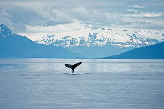 Juneau Wildlife Whale Watching - A practical whale trip from Juneau’s cruise dock