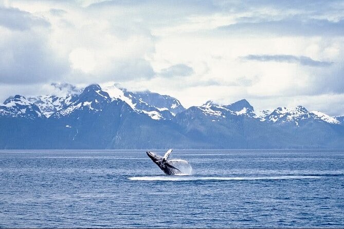 Juneau Wildlife Whale Watching - Naturalists add meaning to every sighting