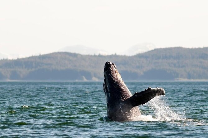 Juneau Wildlife Whale Watching & Mendenhall Glacier - Snacks, drinks, and cold-weather comfort