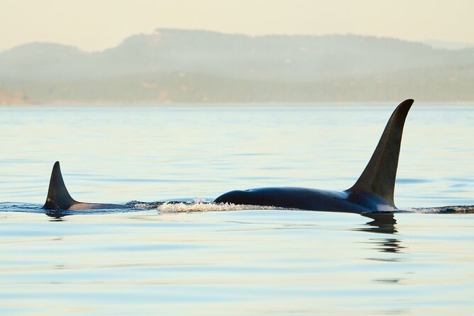 Juneau Wildlife Whale Watching & Mendenhall Glacier - Meeting at Juneau’s cruise terminal