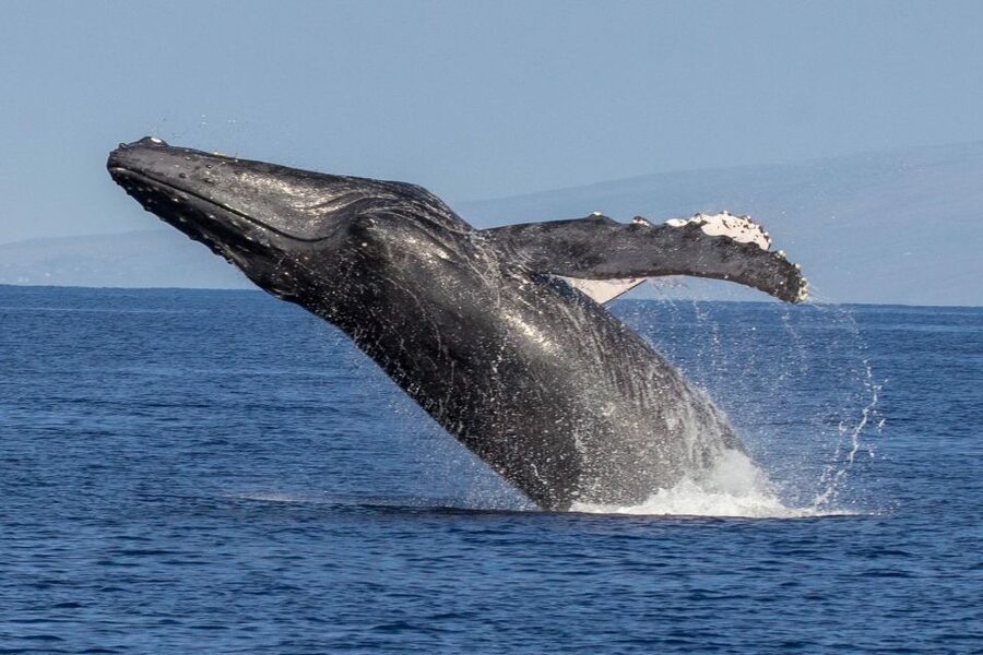 Kaanapali: Whale Watching Cruise with Open Bar - The best time to schedule your cruise
